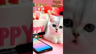 POPPY HAPPY BIRTHDAY | HAPPY BIRTHDAY SONG WITH NAMES | Adorable Cute Cat   #happybirthday #cat