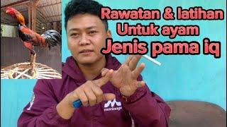 Rawatan paten untuk ayam jenis pama iq/pamangon