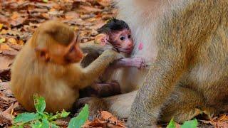 Poor sister monkey jealuse little baby monkey with take milk mom