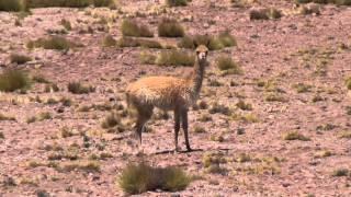 Vicuñas Sound Funny!