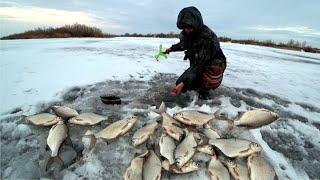 БЕШЕНЫЙ КЛЁВ ГУСТЕРЫ. ЗИМНЯЯ РЫБАЛКА В ГЛУХОЗИМЬЕ 2023