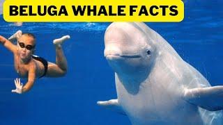 All About Beluga Whales for Children Whale Fun Facts for Kids 2023 No one knows how Whales Find Food