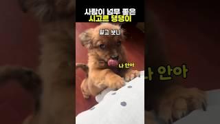 사람이 넘무 좋은 시고르 댕댕이 #강아지 #동물
