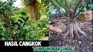 Tips media tanam budidaya hasil cangkok agar tumbuh maksimal 100%