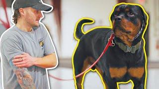 CAN I TRAIN THIS POWERFUL STUBBORN ROTTWEILER?!