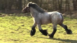 Belgian Draft Horses-a beautiful stallion at full trot and gallop