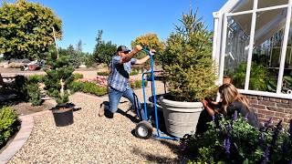 Swapping Out the Evergreens in the Hartley Pots & Large Austrian Pine Installation! 