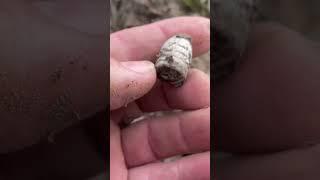 Unearthing a Bullet from the Civil War #metaldetecting #detectinghistory #detecting #relic #civilwar