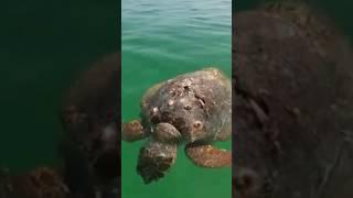 2 sea TURTLES killed !