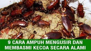 9 Cara Ampuh Mengusir dan Membasmi Kecoa Secara Alami