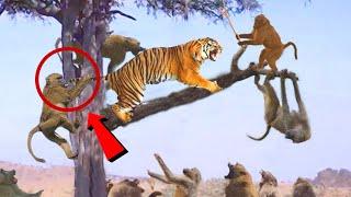 Harimau Bernasib Sial Saat Berburu Monyet di Atas Pohon! 5 Momen Kucing Besar Berburu di Atas Pohon
