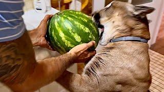 2 года Месси ждал этого! Пума Месси получил долгожданный АРБУЗ | watermelon for puma Messi