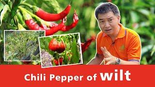 Chili Pepper of wilt | Pepper plant diseases