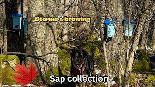 Maple Sap Harvesting Adventure Before the Storm | Short Season Amid Unusual Warm Weather