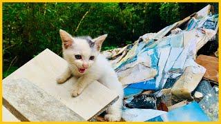 Rescue the smallest kitten | kitten rescue from waste dump