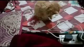 cute cat playing |MMB pet lover|
