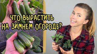 Какие растения выбрать для зимнего огорода. Правильные семена - залог успеха