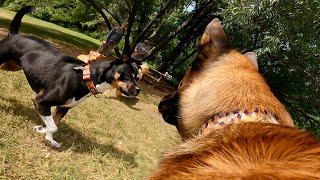 Dominant Pit Bull Mix ATTACKS Belgian Malinois At The Dog Park!