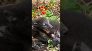 Tiny Arctic Foxes in a Cute Tussle #animalbabies