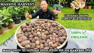 Nepali Gardening vlog UK | PURPLE POTATOES HARVEST | Potatoes grown in Plastic bag | Nepali Family