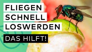 Plötzlich viele Fliegen im Zimmer? Diese TIPPS gegen FLIEGEN helfen schnell & effektiv 🪰 