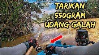 MANCING UDANG GALAH DI HILIR SUNGAI SUAI ‼️TARIKAN UDANG 550 GRAM ‼️