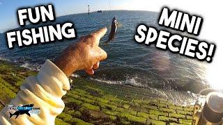 FUN FISHING FOR MINI SPECIES! | TAFishing