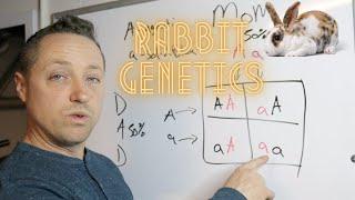 RABBIT GENETICS/LINE BREEDING/ Uh Goo Tee!
