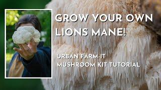 Grow Lions Mane At Home! | Mushroom Kit Tutorial