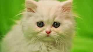 33 Cat Photos Collection Cute Kittens Images