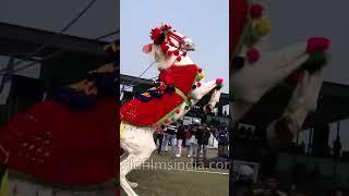 Horse  Dance viral YouTube #trending #animals #horse #youtubeshort #cute