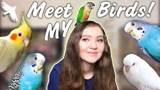 MEET ALL MY BIRDS!! *Get to know the flock*