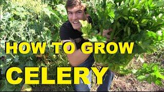 How to Grow Celery - Complete Growing Guide