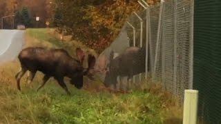 Raw: Bull Moose Fighting Through Fence