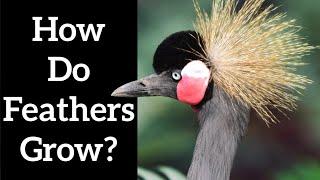 How do Feathers Grow? - Feather Formation