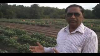 Cow Pea Research