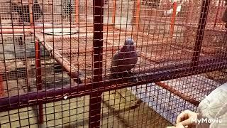 A Trip To Noman Park Zoo in Barka | Barka Zoo | Oman | Kuttigalin Chuttithanam