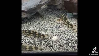 Loach: Kubotai Loach (Botia Kubotai)