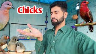 Dove eggs hatched  | strawberry finch ko master cage se nikal den????