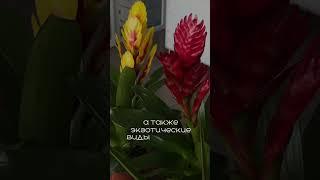 Садовый центр в г.Ростов-на-Дону #цветыростов