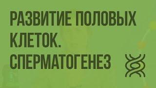 Развитие половых клеток. Сперматогенез. Видеоурок по биологии 10 класс