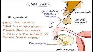 Understanding the Menstrual Cycle