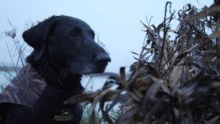 Retrieving Dogs, Ruby the Retriever