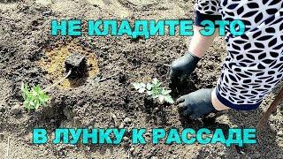 ЧТО НЕЖЕЛАТЕЛЬНО  КЛАСТЬ В ЛУНКУ ПРИ ПОСАДКЕ ТОМАТОВ