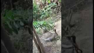 #Deadly#Mongoose#vs#Snake#attack