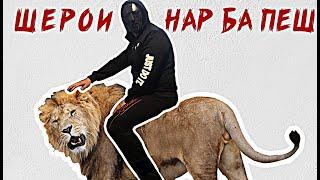 БАРОИ ШЕРОИ НАРРР..!!! Шер Хуб, Гург Ё Паланг.???