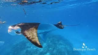 07.03.25 - Manta Rays. Dives at Raandi Wreck & Lux Beyru near Dhigurah, South Ari Atoll - Maldives