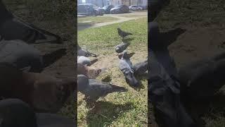 #голуби #голубеводство #голубятник #голубцывдуховке