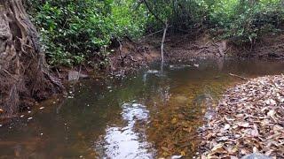 Mancing Ikan Seluang Rawa ketika Air Sungai sedang surut