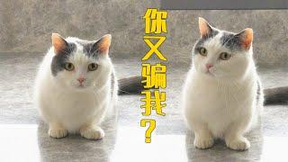 猫：次次都上当，当当不一样！